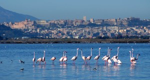 cagliari-i-fenicotteri-rosa-a-molentargius