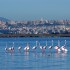 cagliari-i-fenicotteri-rosa-a-molentargius